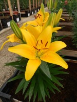 [5001 Tiny Bee No01.JPG]